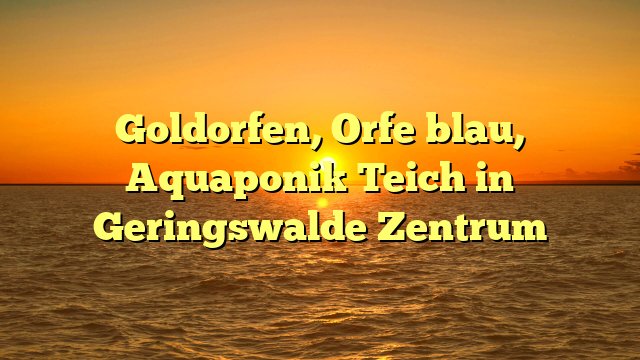 Goldorfen, Orfe blau, Aquaponik Teich in Geringswalde Zentrum
