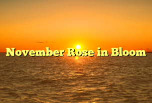 November Rose in Bloom
