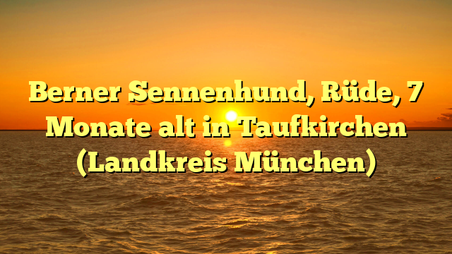 Berner Sennenhund, Rüde, 7 Monate alt in Taufkirchen (Landkreis München)