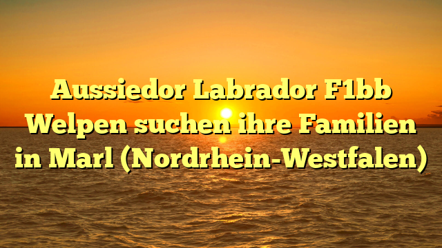 Aussiedor Labrador F1bb Welpen suchen ihre Familien in Marl (Nordrhein-Westfalen)
