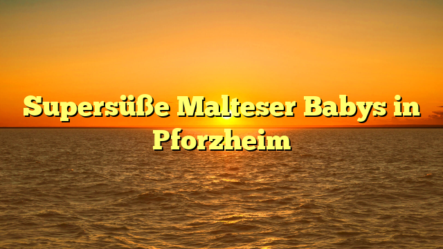 Supersüße Malteser Babys in Pforzheim