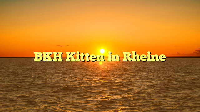 BKH Kitten in Rheine