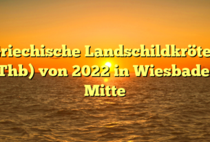 Griechische Landschildkröten (Thb) von 2022 in Wiesbaden Mitte