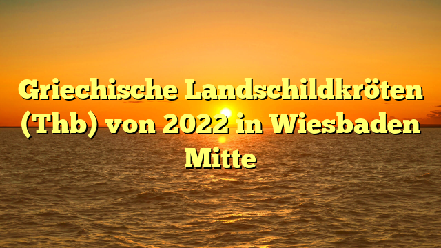 Griechische Landschildkröten (Thb) von 2022 in Wiesbaden Mitte