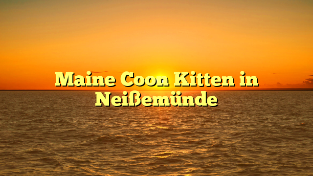 Maine Coon Kitten in Neißemünde