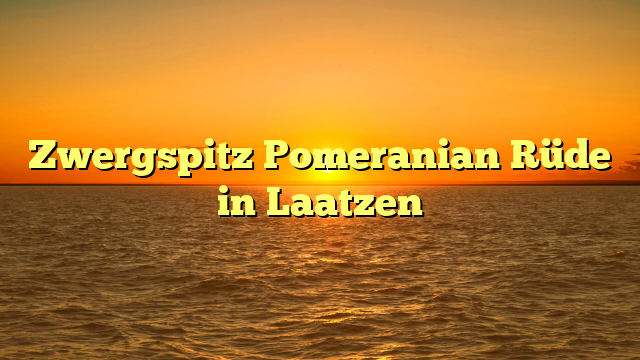 Zwergspitz Pomeranian Rüde in Laatzen
