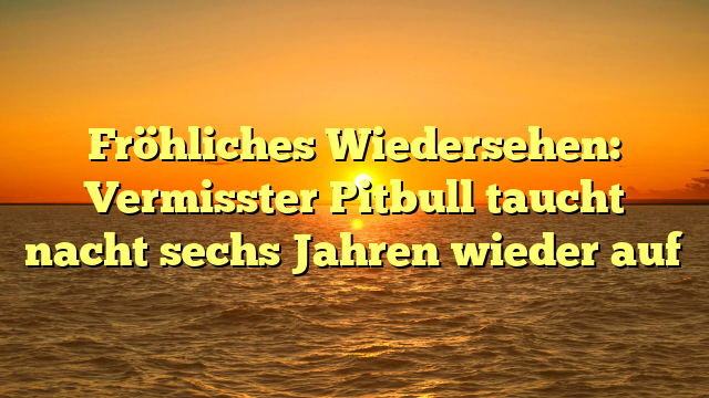 Fröhliches Wiedersehen: Vermisster Pitbull taucht nacht sechs Jahren wieder auf