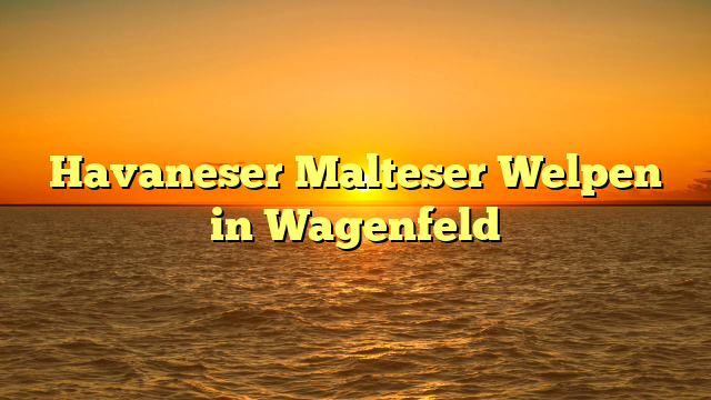 Havaneser Malteser Welpen in Wagenfeld