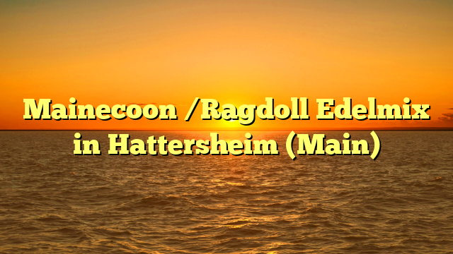 Mainecoon /Ragdoll Edelmix in Hattersheim (Main)