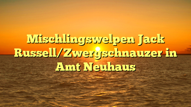 Mischlingswelpen Jack Russell/Zwergschnauzer in Amt Neuhaus