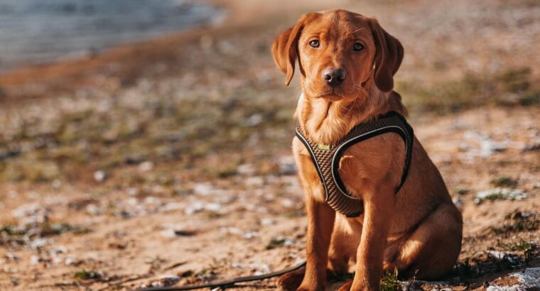 Adorable Labrador Puppies for Sale – Vaccinated & Healthy!