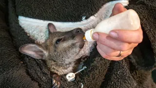 Tierpark in Bayern – Ein Kängurubaby lebt im Pulli der Tierpflegerin