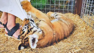 Grosskatzen privat gehalten – Juristin: «Wünschen uns Verbot von Grosskatzen in privater Hand»