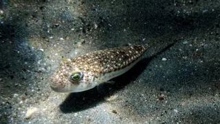 Prämien für Fischer – Warum Griechenland Jagd auf diesen Kugelfisch macht