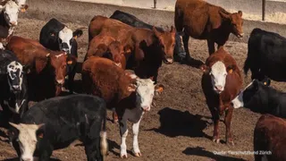 Südamerikanische Feedlots – Fleisch-Edelstücke auf Kosten des Tierwohls