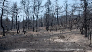 Waldbrand Griechenland – Waldbrand auf Euböa zwingt Menschen zur Flucht