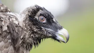 Schlau und schnell – Greifvögel: 8 Fakten über die Könige der Lüfte