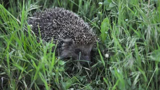 Automatische Rasenmäher – Mähroboter sind eine Gefahr für Igel
