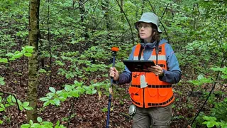 Klimawandel – «Fiebermessen» im Wald: Holzbestand geht massiv zurück
