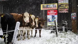 «Keine 10-Millionen-Schweiz» – Was ausländische Medien aus dem Schweizer Abstimmungskampf lesen