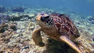 Tierische Spionage – China warnt vor spionierenden Schildkröten und Fischen