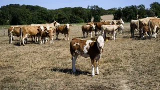 Landwirtschaft und Klimawandel – Die Trockenheit bremst die Bauern aus