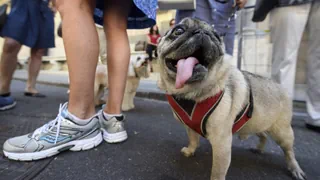 Wasserflasche beim Spazieren – Auch Hunde-Pipi muss weg: Chiasso verschärft die Regeln